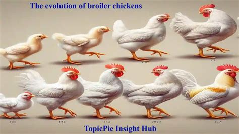 Broiler Chicken From Farm To Plate In 5 7 Weeks