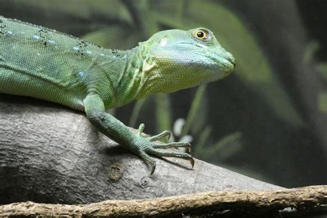 Королевская ящерица - 66 фото