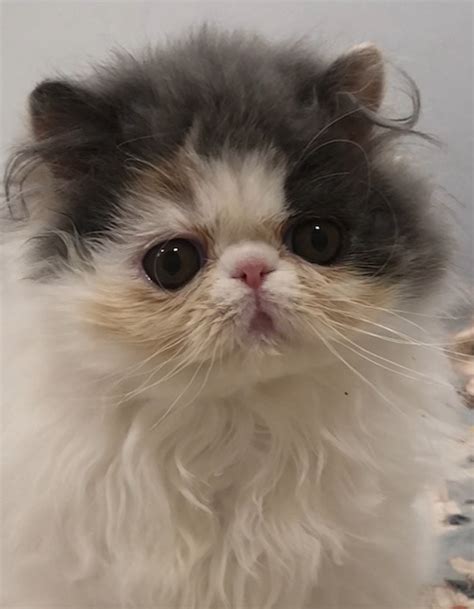 Persian Himalayan Cat Rescue 925 838 1838 Or Info Persiancats Org