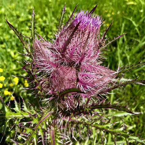 Bristle Thistle From Deridder LA US On March 22 2024 At 01 10 PM By