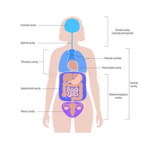 Body Cavities Poster Stock Vector Illustration Of Compartment 278364859