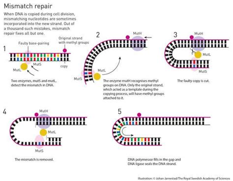 Chemistry Nobel awarded for DNA self-repair mechanisms discovery ...