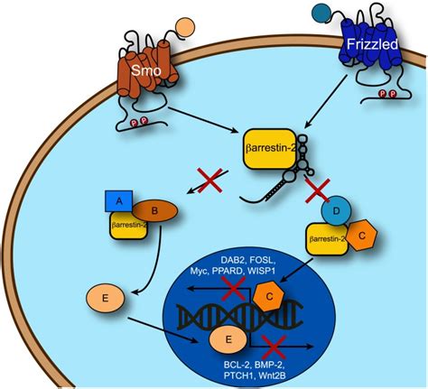 The β Arrestin 2 Aptamer Binds β Arrestin 2 And Inhibits Its