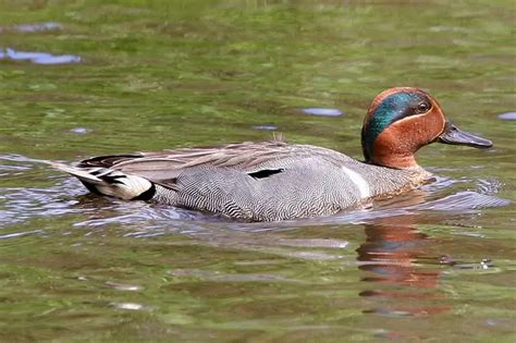 Ducks in Ohio (18 Species With Pictures) - Bird Feeder Hub