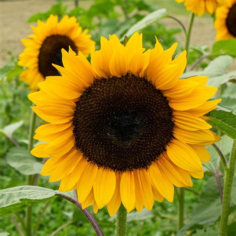 Sunflower Procut® Orange Excel F1 Seeds