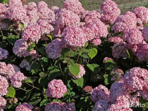 Гортензия древовидная Magical Pinkerbell купить в Москве | Товары для ...