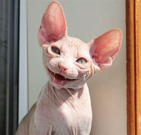 Egyptian Hairless Cat Breeds - Dogs And Cats Wallpaper