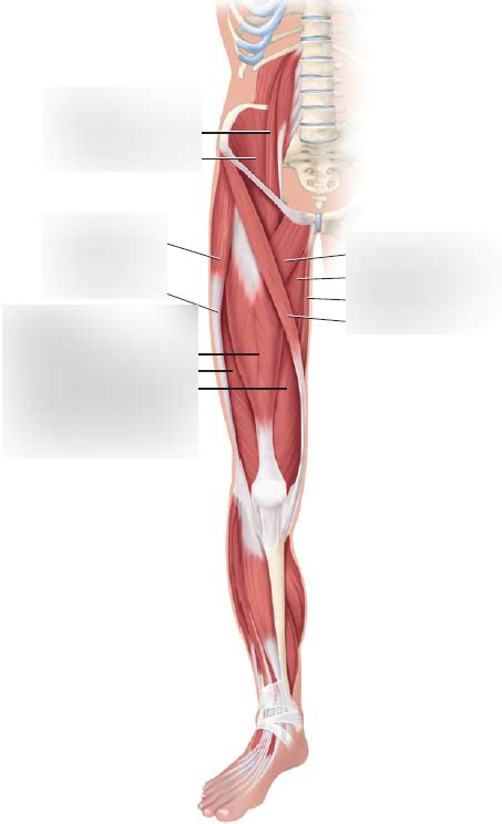 BIO201 Lab 6 Anterior View Of Skeletal Muscle Acting On The Hip Thigh