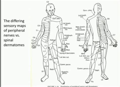 Myelopathy Cordingley Flashcards Quizlet