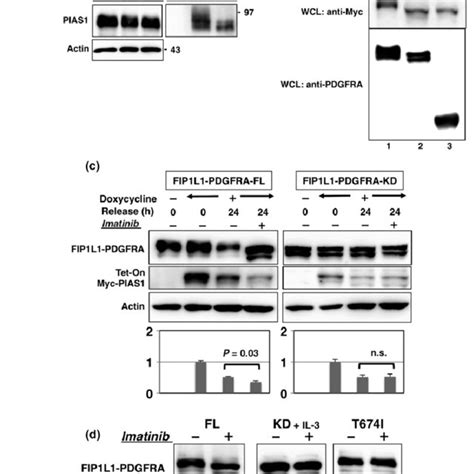 Leukemogenic Kinase Fip1l1 Pdgfra Associates With Small Ubiquitin Like