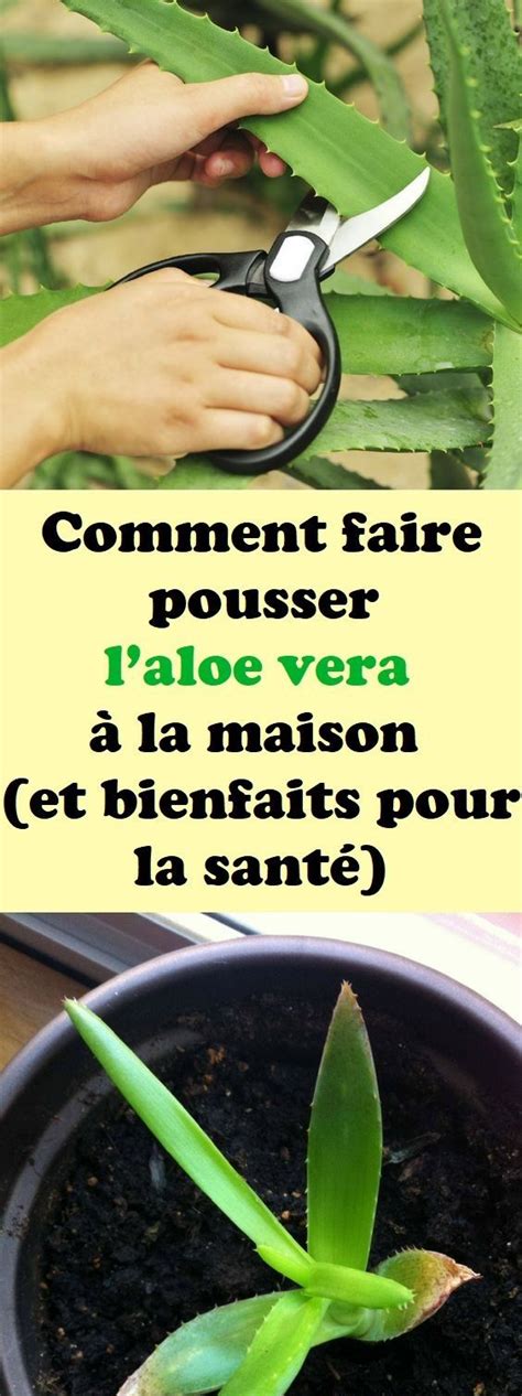 Comment faire pousser laloe vera à la maison et bienfaits pour la