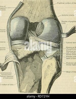 Tendon Diagram - Patellar Tendon Anatomy Origin Insertion Function ...