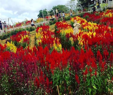 Flower Farm Cebu City Best Flower Site