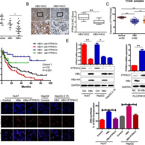 Ptpn13 Inhibits Igf2bp1 Activity To Protect Target Mrna Levels And