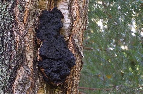 Чага - вред и польза