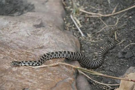 32 Types of Brown Snakes in North America - Wildlife Informer