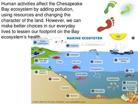 Problems with the watershed of chesapeake bay