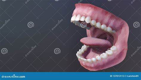 Dentes Humanos Boca Aberta Ilustra O Medicamente Exata Do Dente D