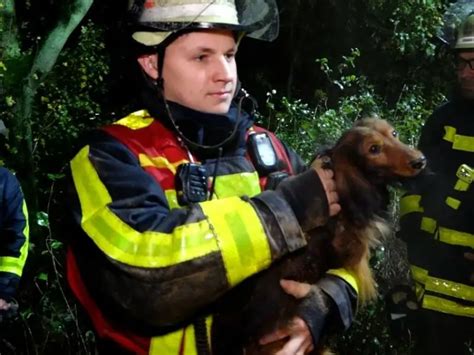 Dackel In Stundenlangem Einsatz Aus Tierbau Befreit