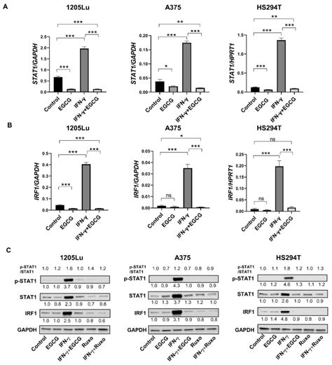 Egcg Inhibits Tumor Growth In Melanoma By Targeting Jak Stat Signaling