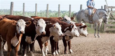 Claves Para Aumentar La Producci N De Carne Y Satisfacer La Demanda