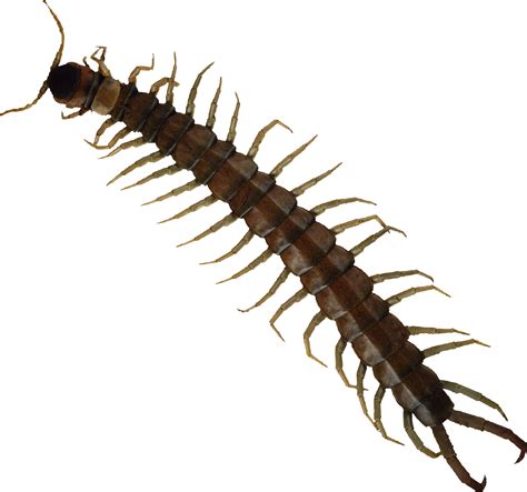 Centipede Insect Png Transparent Image Download Size 2086x1951px