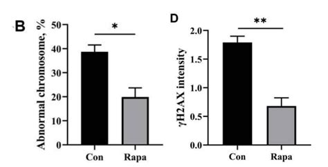 New Study Shows Rapamycin Improves Aged Womens Embryos