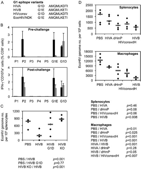 G1 Epitope Specific CD8 T Cell Responses Confer Protection Against