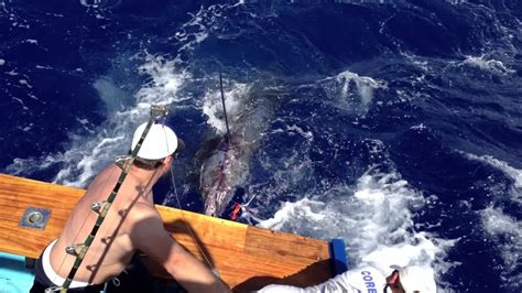 Marlin Fishing Honolulu Hi Youtube