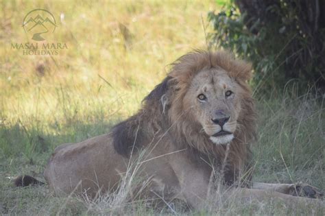 Booking A Safari In Serengeti Tanzania