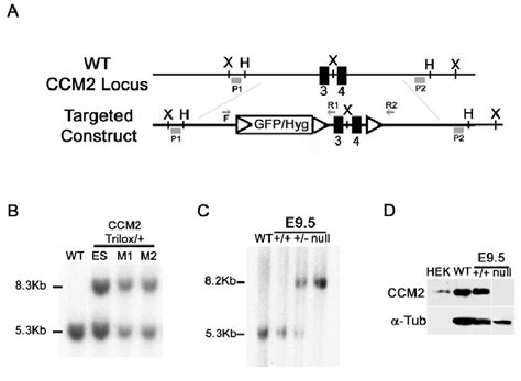 Targeted disruption of the mouse Ccm2 gene. (A) Schematic drawing of ... 