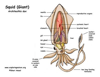 learnsquid/anatomy - The Squid Site