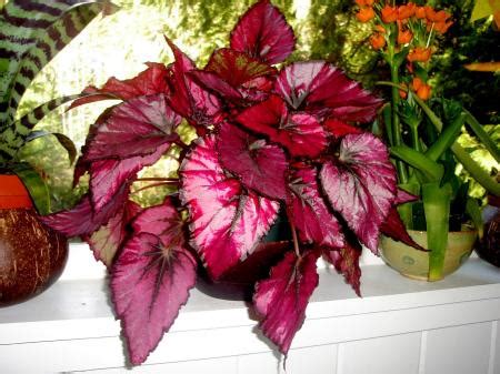 Бегония (70 фото) - виды, особенности ухода и выращивания