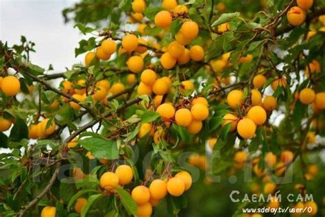 Русская слива (Алыча): Выращивание, Сорта, Особенности — Сделай дома ...
