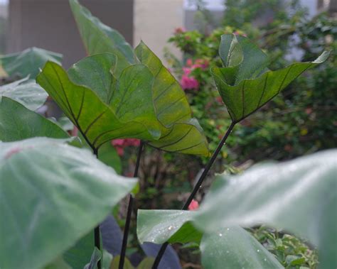 Colocasia esculenta 'Tea Cup' Bulbs — Buy elephant ears online at