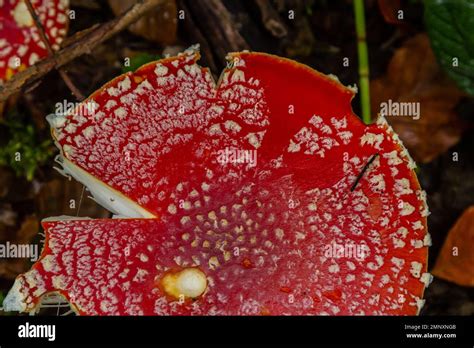 Red Wild Amanita Muscaria Mushroom A Red Amanita Muscaria Mushroom