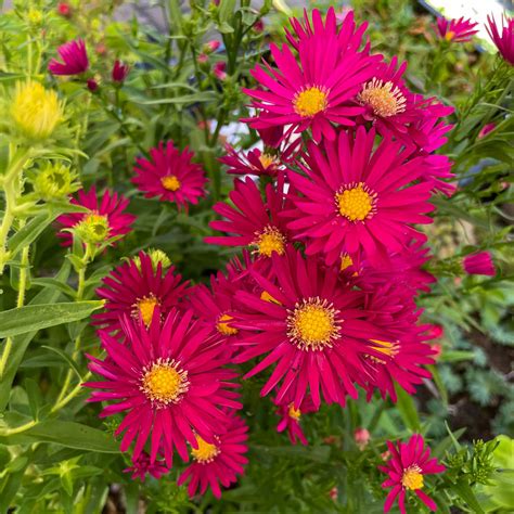 Glattblattaster 'Crimson Brocade' - Aster novi-belgii 'Crimson Brocade ...