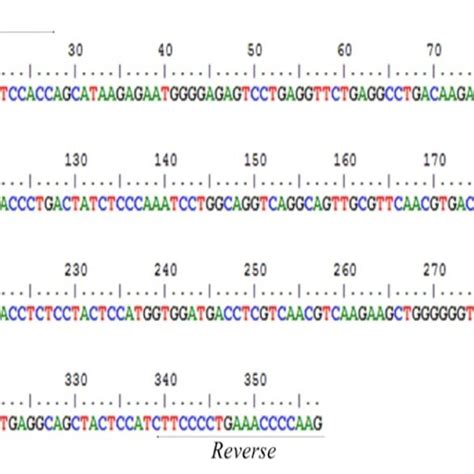 Blad Gene Dna Sequences And The Taq Enzyme Restriction Site