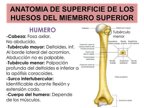 Huesos De La Mano Y Anatomia De Superficie Del Miembro Superior Ppt