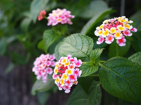 ランタナの花言葉｜花の特徴や種類、白やピンクなど七変化を楽しめる｜🍀greensnap（グリーンスナップ）