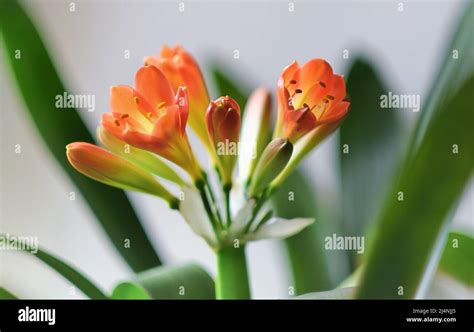 Clivia Miniata House Hi Res Stock Photography And Images Alamy