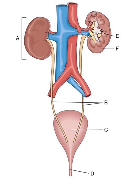 The Urinary System Diagram Quizlet