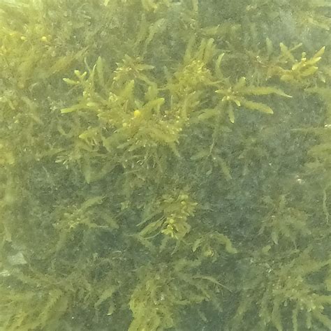 Sargassum From La Paz Mx Bs Mx On October At Pm By