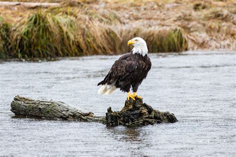 Bald Eagle Population Quadruples Per Us Fish And Wildlife One Green