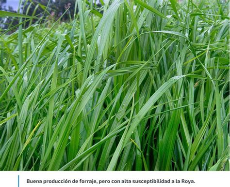 Semilla Forrajes Pastos Ryegrass Aubade Cer Clima Fr O Lb Env O Gratis