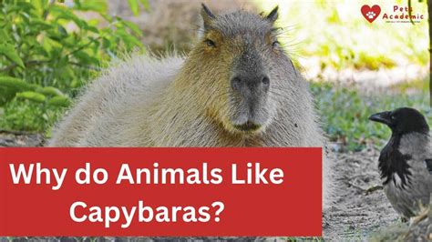 Why Do Animals Like Capybaras Youtube