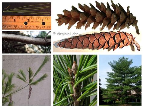 virginia pine tree identification - Eilene Sisson