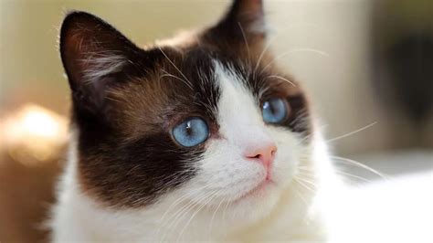 Snowshoe cat - Price, Personality, Lifespan