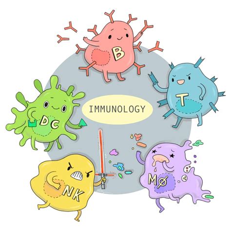 Immune System: Parts, Function, and Diseases – StudiousGuy