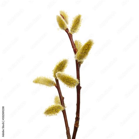 Salix Caprea Goat Willow Also Known As The Pussy Willow Or Great Sallow The First Spring